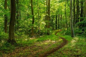 Kursleiter/in Waldbaden