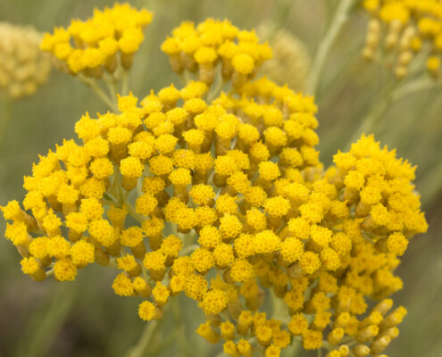 Immortelle